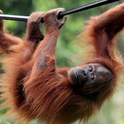 Ein männlicher Orang-Utan hangelt sich durch das Borneo Orang-Utan-Auffangzentrum in der Nähe von Balikpapan (Archivfoto).