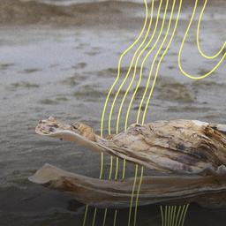 Pazifische Auster am Strand, Deutschland.