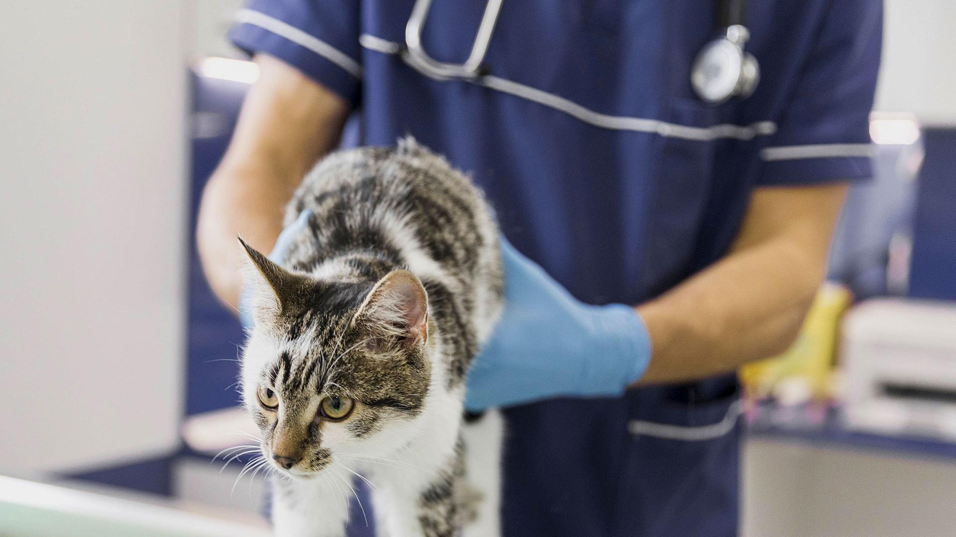 Tierarzt beim Untersuchen einer Katze | IMAGO / imagebroker