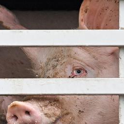 Mastschweine sind in einem Lkw für den Transport zum Schlachthof zu sehen.