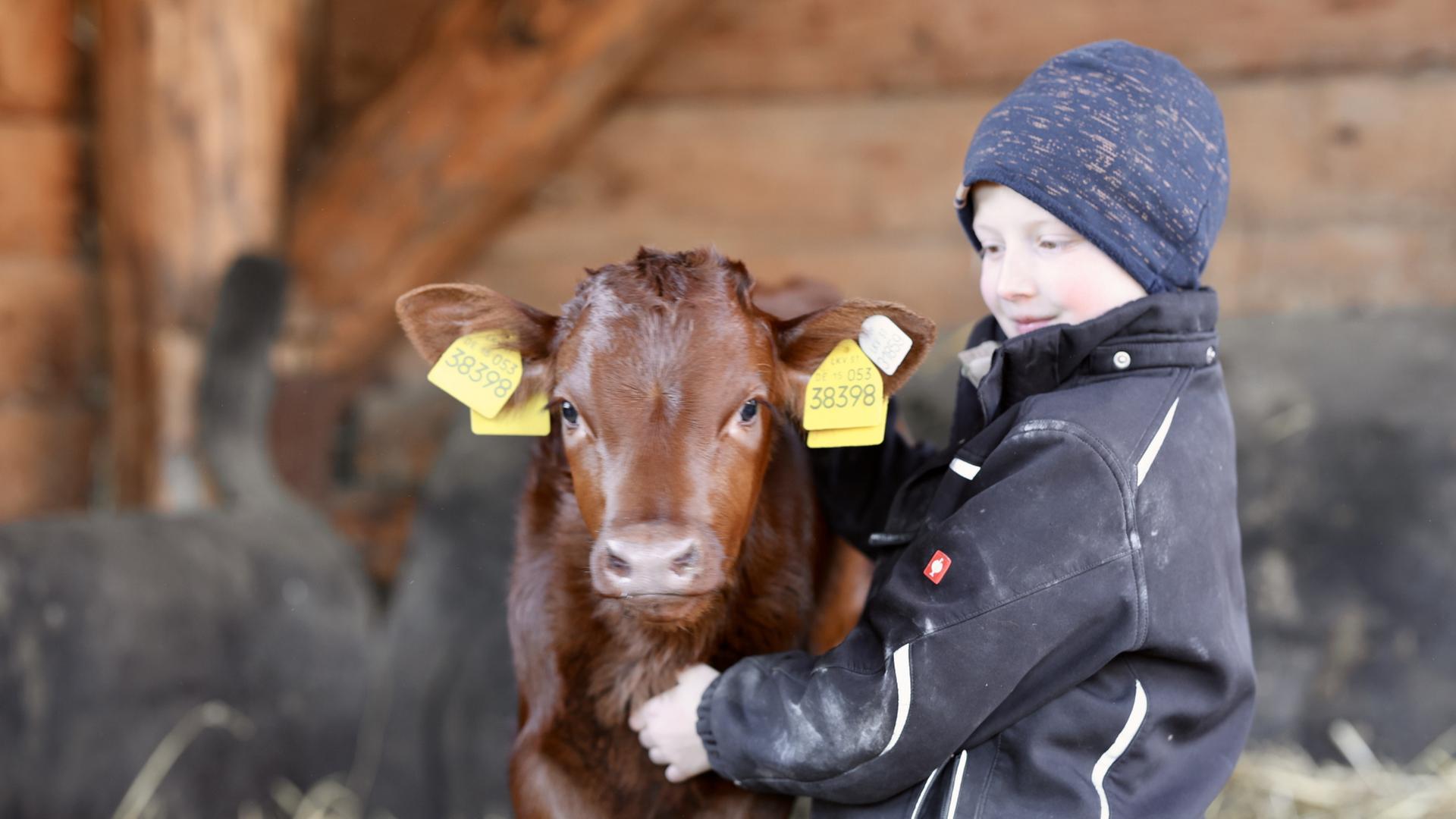 Ein Kalb und ein Junge