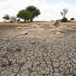 Auf einem Feld in Kenia ist die ausgetrocknete Erde während einer Dürre aufgerissen.