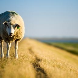 Ein Schaf auf dem Deich.