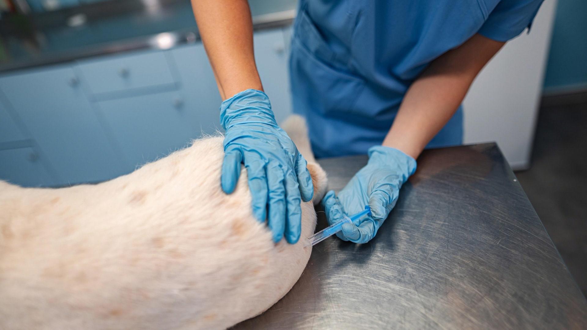 Hohe Suizidrate bei Tierärzten: "Ich kann nicht mehr"