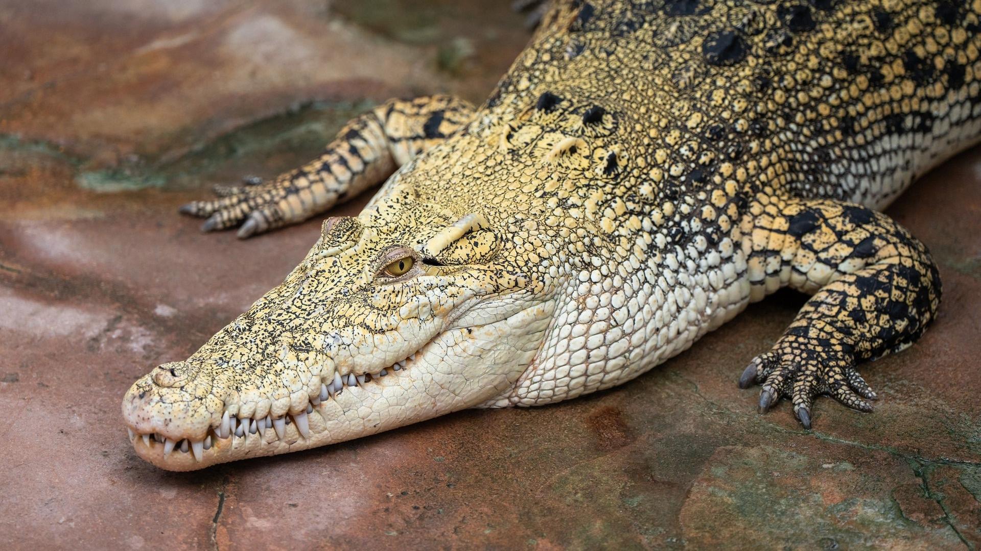 ベルリン周辺の動物園で話題:ワニがプラスチックを誤飲