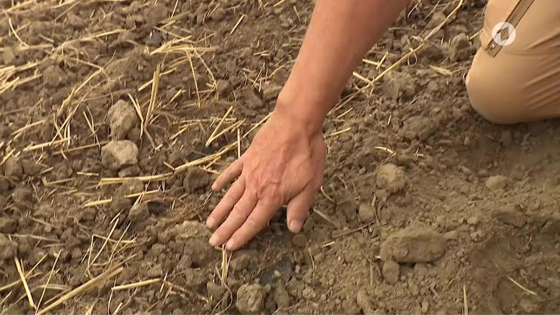 Langanhaltende Hitze in Deutschland verursacht schlechte Erntebilanz der Bauern