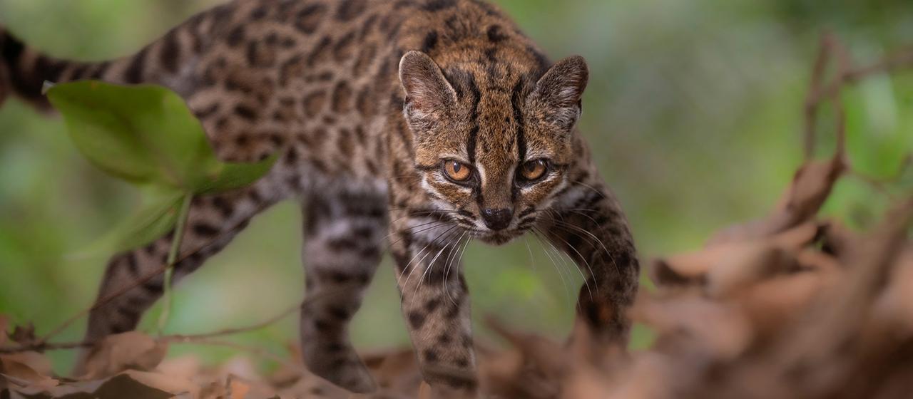 Eine Katze der Art "Leopardus Tilcayo".