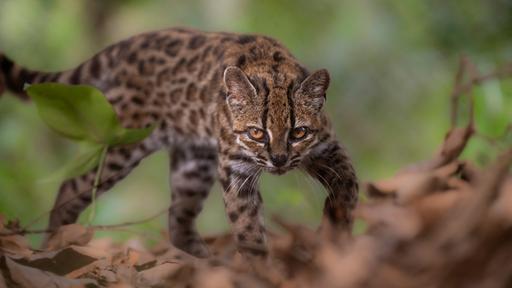 Neue Katzenart in Bolivien entdeckt