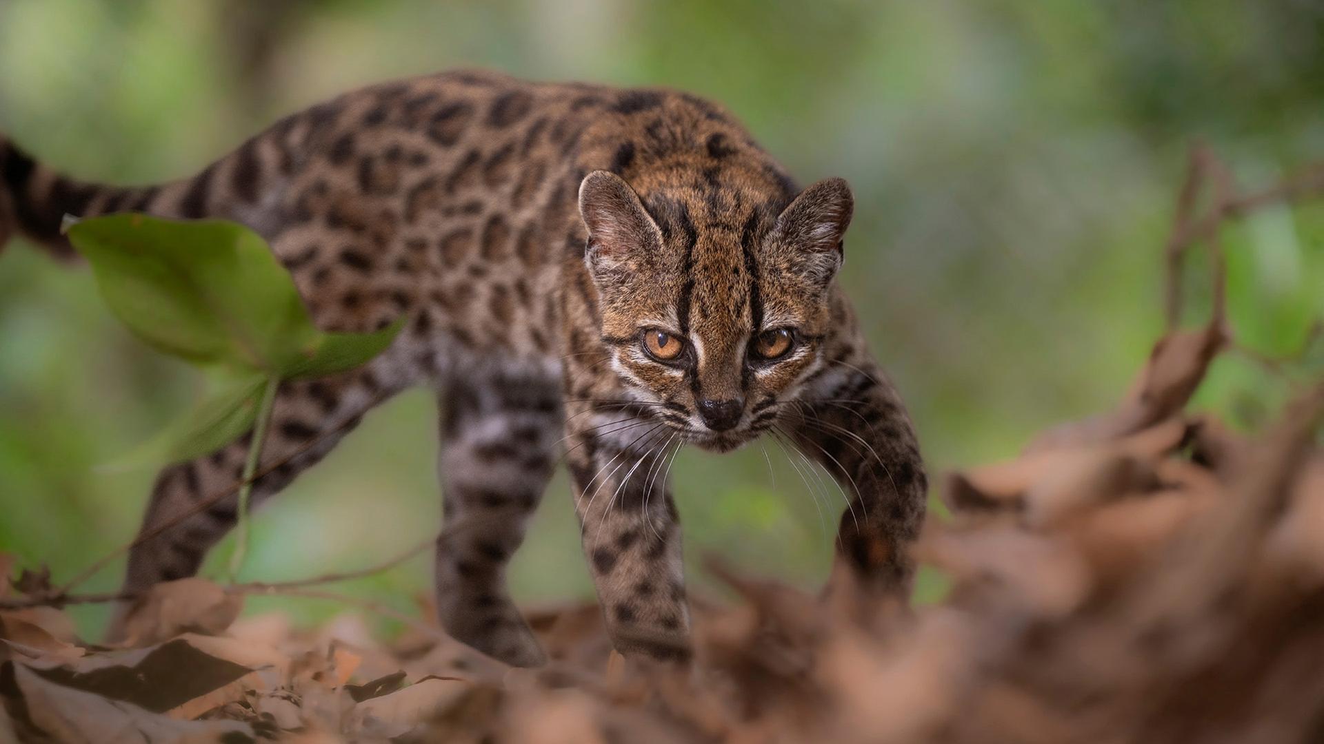 Bolivien: Forscher entdecken neue Katzenart "Leopardus tilcayo"