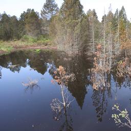 Ein Moorsee im Schwindenmoos im Ostallgäu