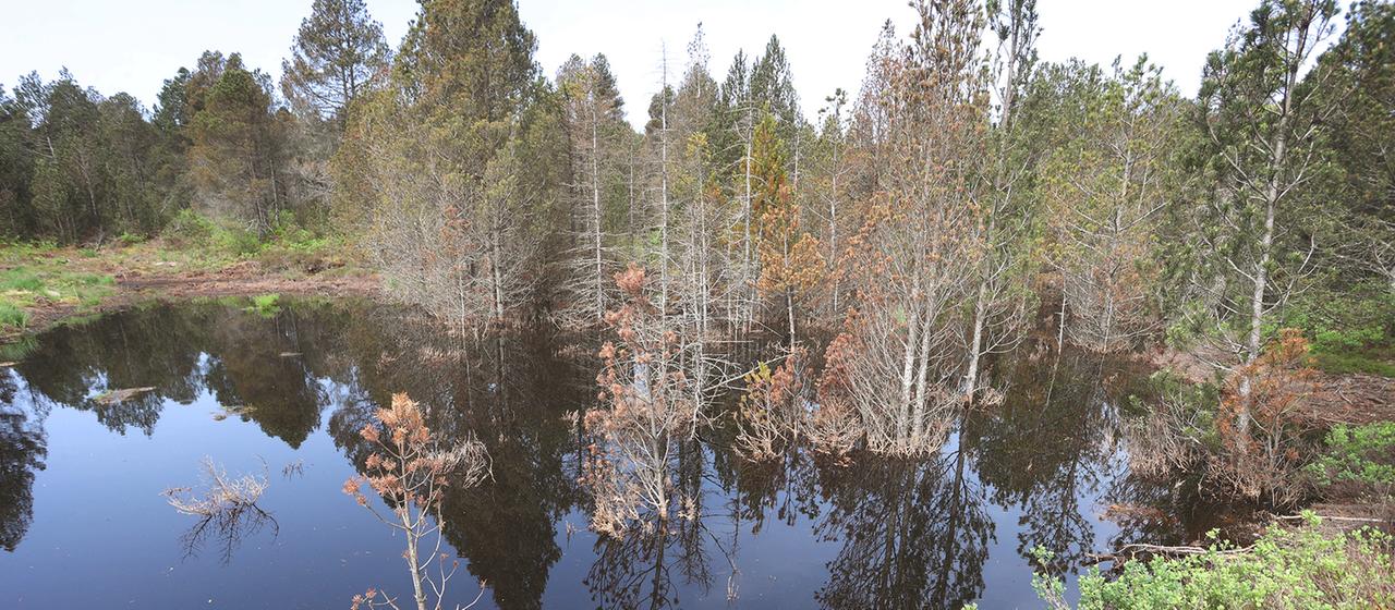 Ein Moorsee im Schwindenmoos im Ostallgäu | picture alliance/dpa Ein Moorsee im Schwindenmoos im Ostallgäu