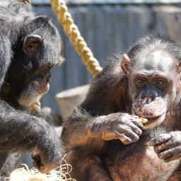 Zwei Affen in einem Gehege, beide kauen Nüsse