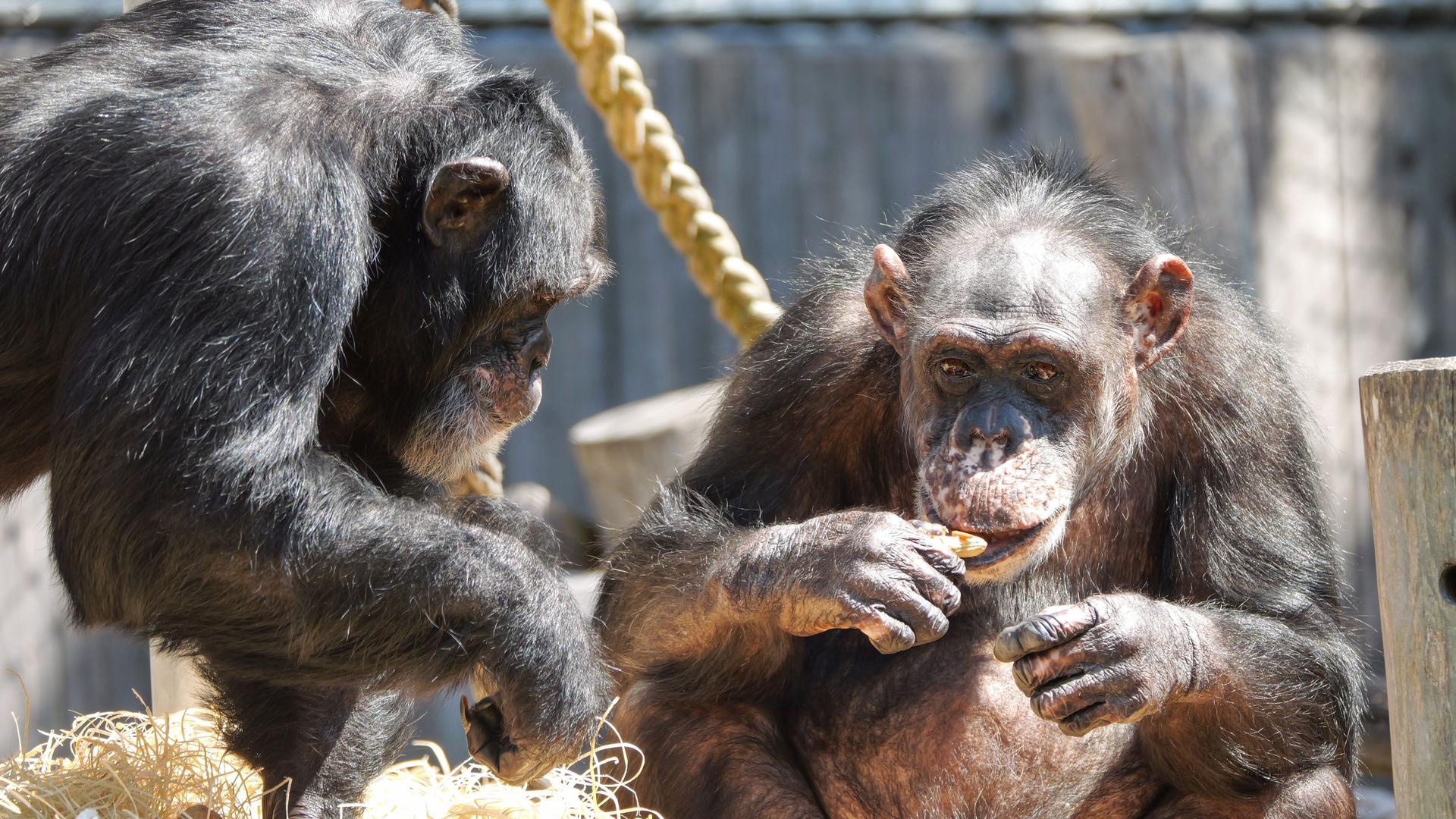 Nach dem Brand: Neues Affenhaus im Krefelder Zoo für Besucher geöffnet
