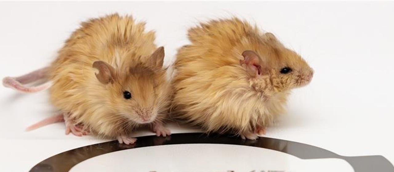 Mammutmäuse | Colossal Biosciences Mammutmäuse