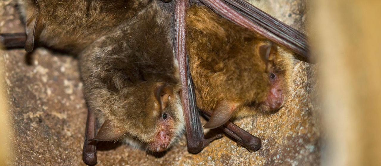 Große Mausohren in einem steinernen Vogelkasten. | picture alliance / blickwinkel/R Große Mausohren in einem steinernen Vogelkasten.