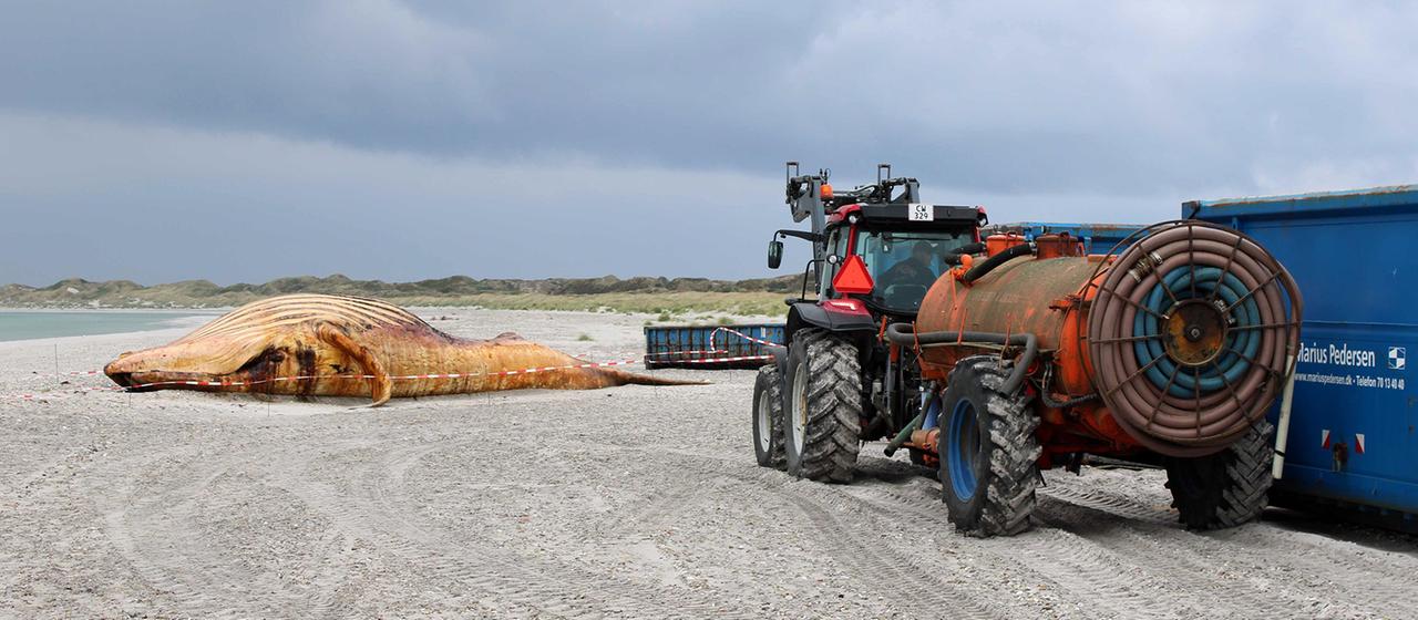 Ein Walkadaver liegt am Strand neben einem Traktor.