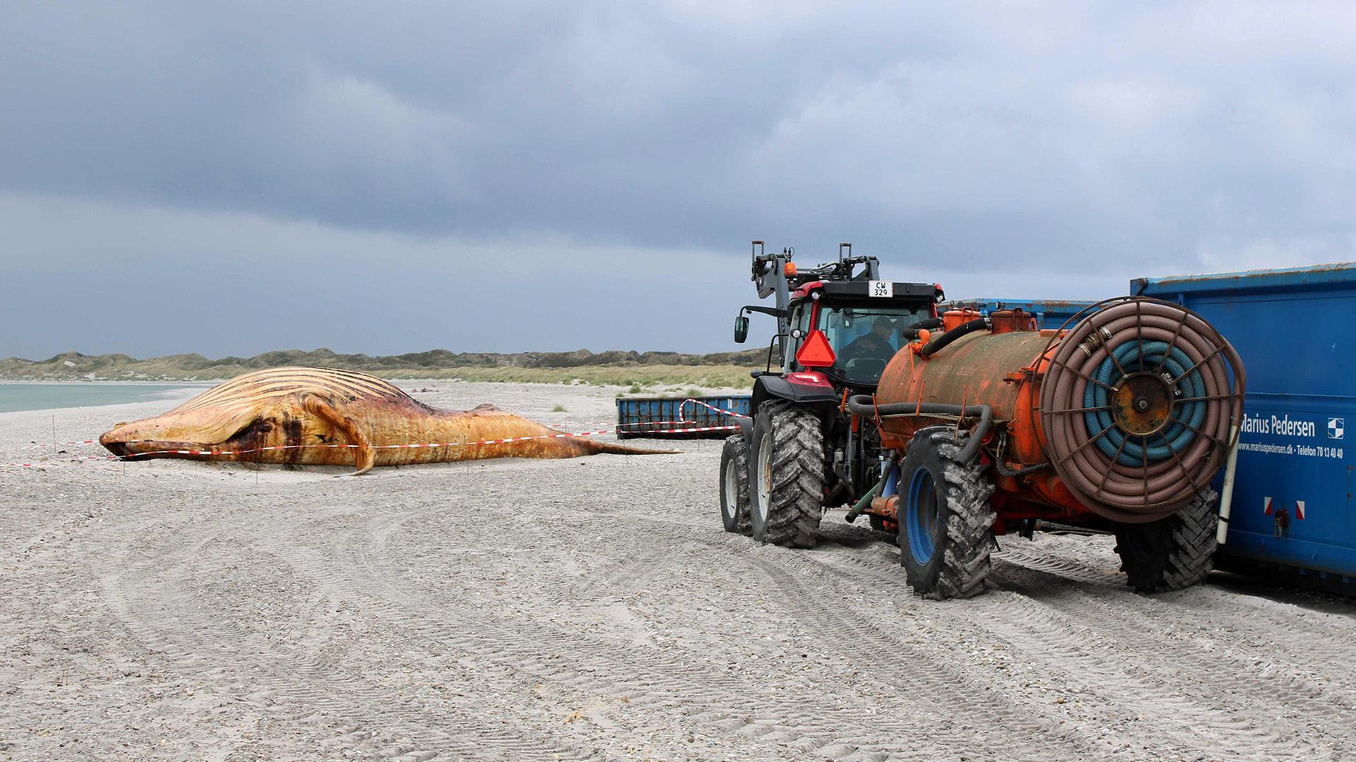 Ein Walkadaver liegt am Strand neben einem Traktor. | Kai Moorschlatt/dpa
