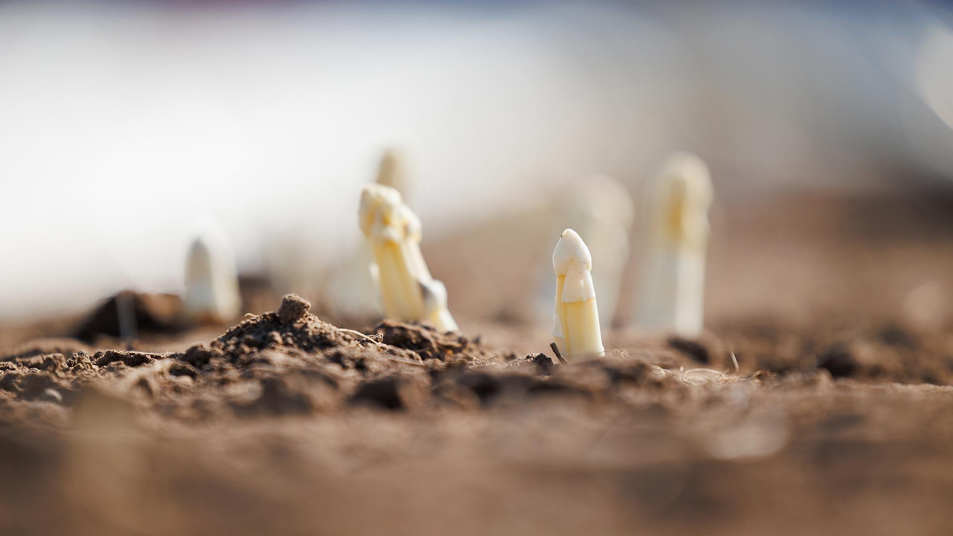 Spargel wächst auf einem Feld. | dpa