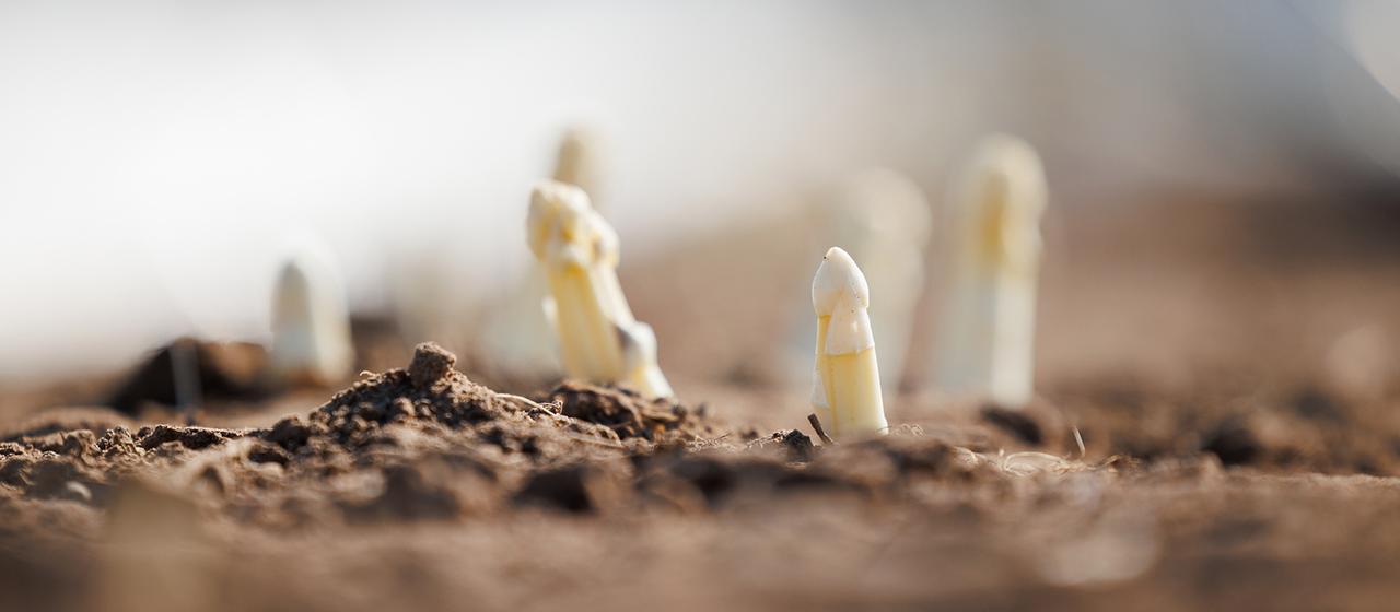 spargel-332.jpg?width=1280