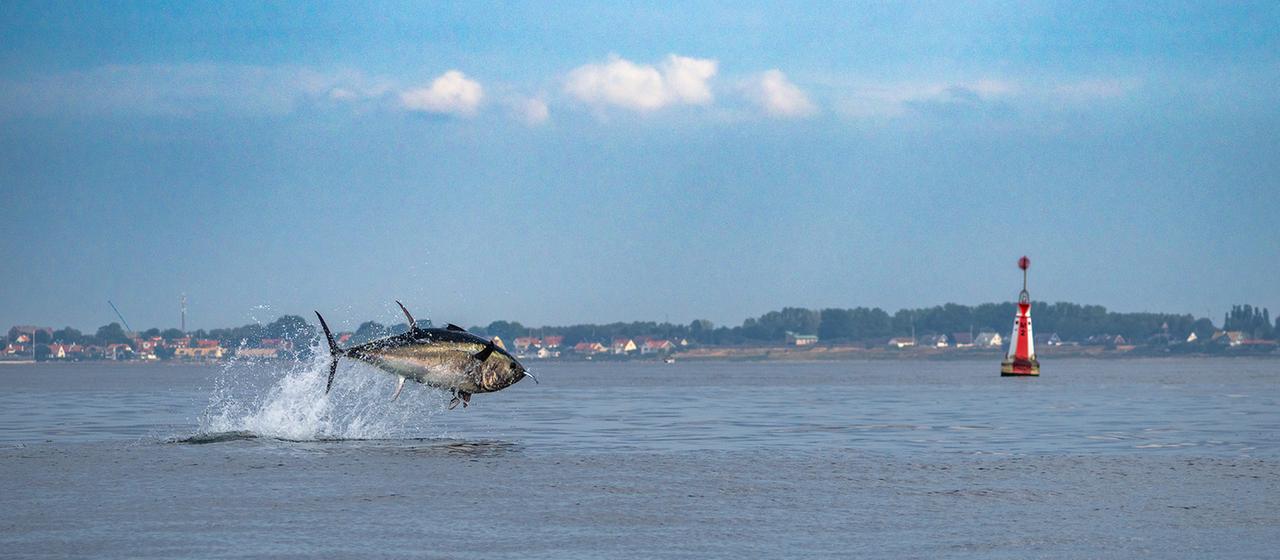 Der Thunfisch ist zurück in der Ostsee