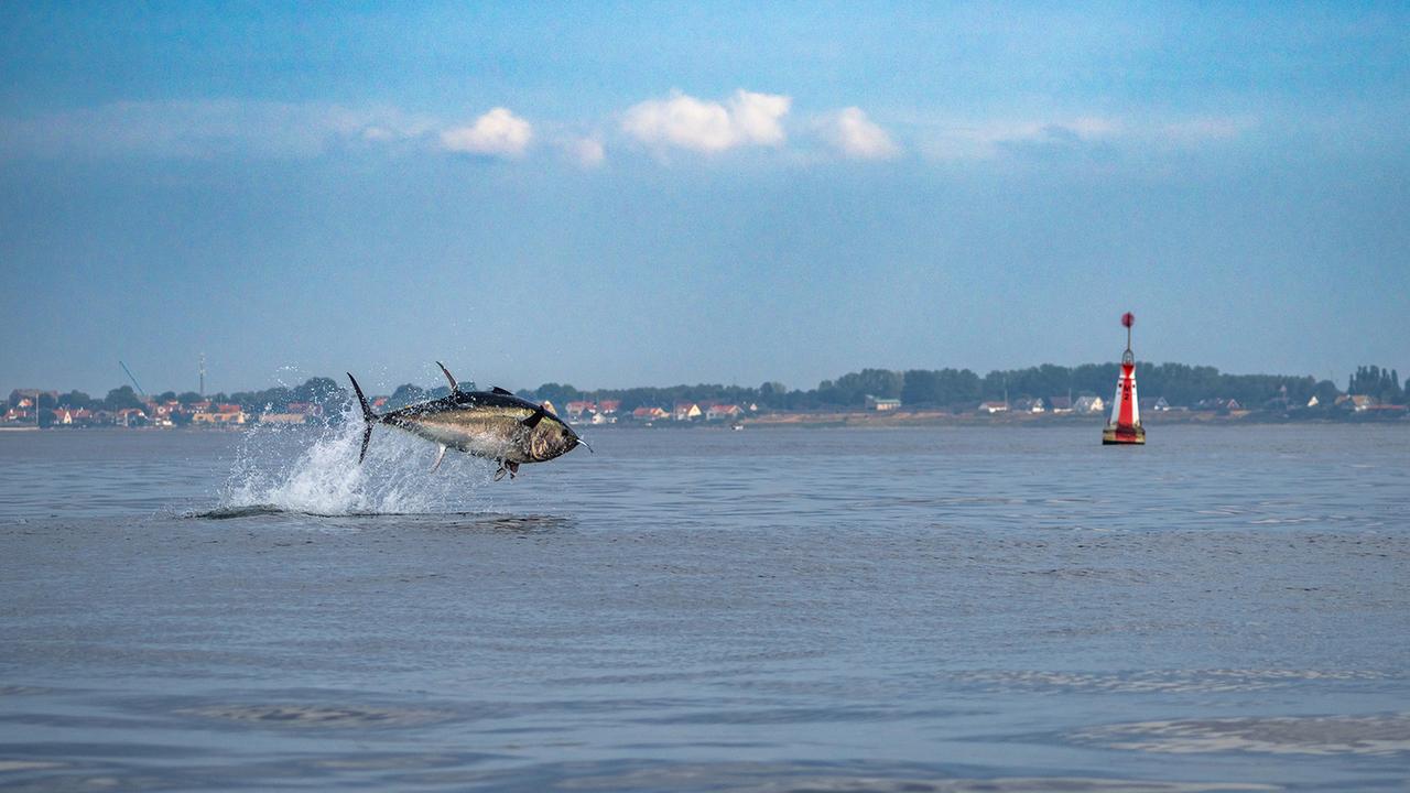Schutzmaßnahmen: Der Thunfisch springt wieder in der Ostsee