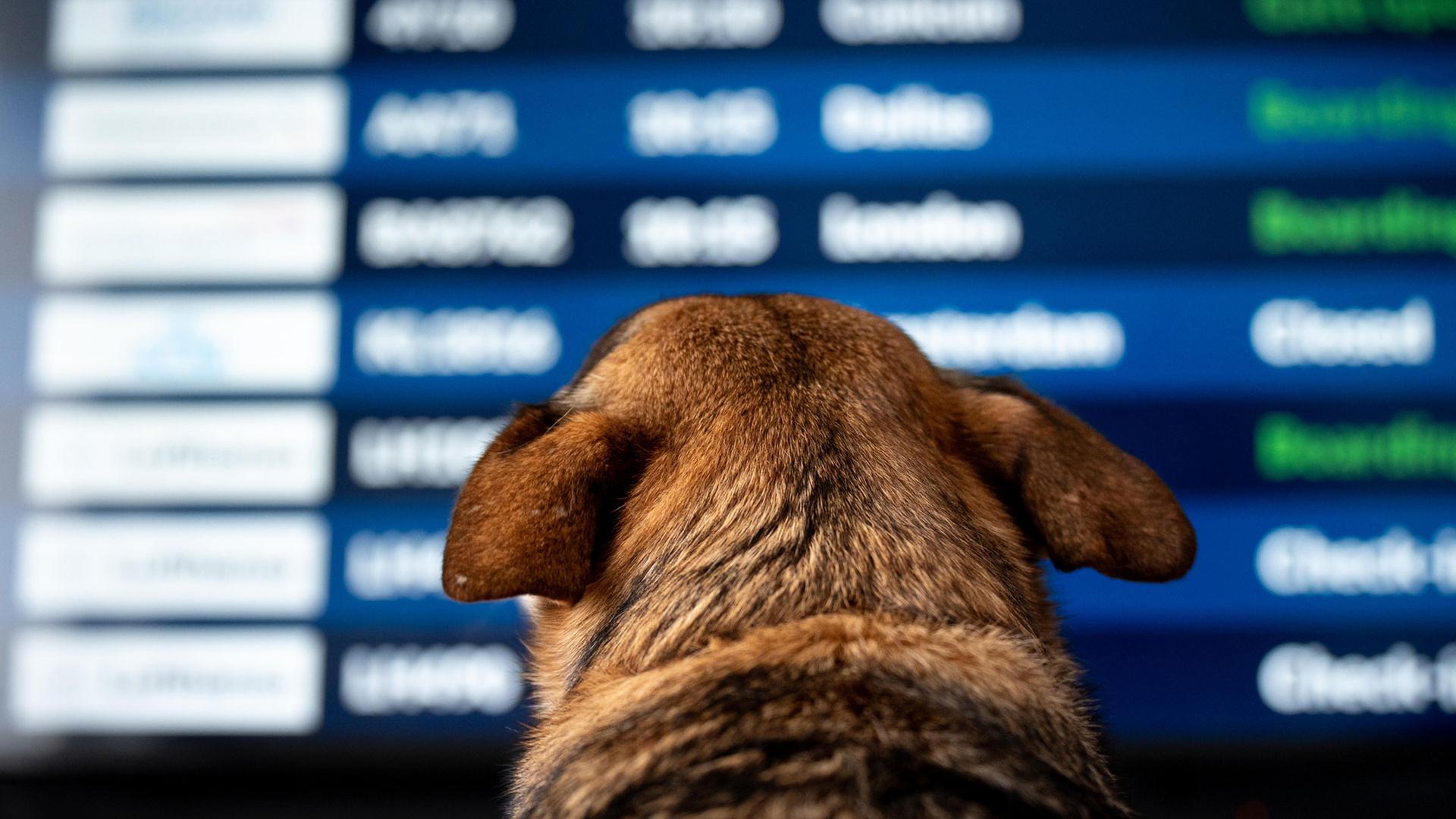Ein Hund vor einer Ankunfts- und Abfluganzeige am Flughafen. | picture alliance / NurPhoto