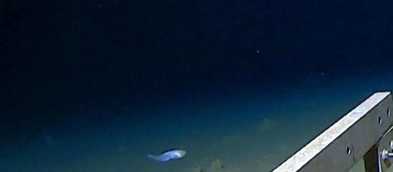 Sendungsbild | ARD-aktuell Fisch in Rekordtiefe