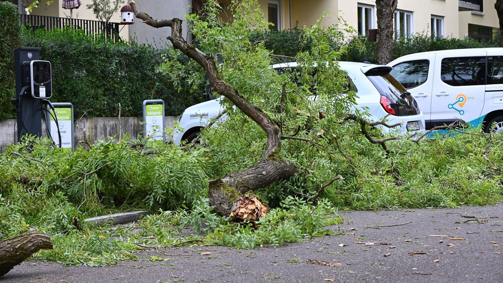 Nach Sturmtief: Abgebrochene Äste liegen auf einer Straße im Freiburger Stadtteil Wiehre. | dpa Bildfunk, picture alliance/dpa | Valentin Gensch