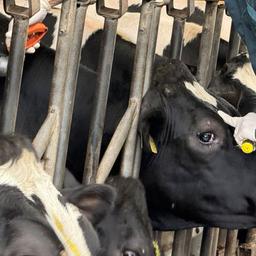 Mehrere Kühe stehen nebeneinander und werden geimpft.