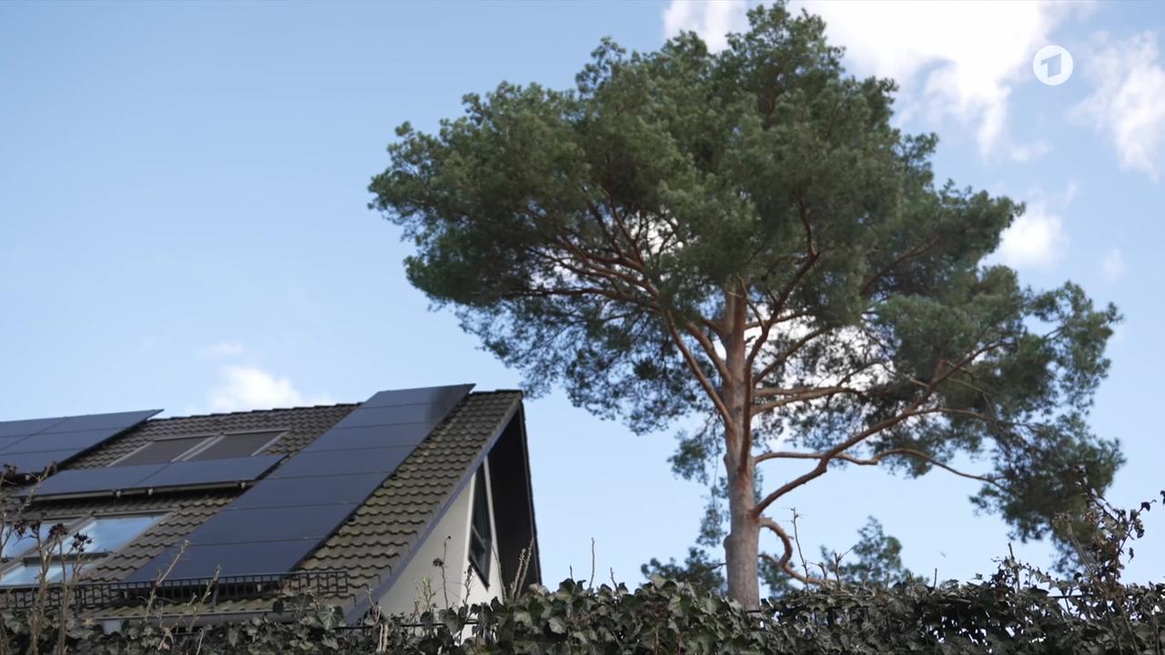 Gericht untersagt Fällung – Waldkiefer gewinnt gegen Photovoltaik Gericht untersagt Fällung – Waldkiefer gewinnt gegen Photovoltaik