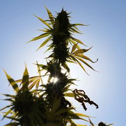 Eine Cannabis-Pflanze wächst unter freiem Himmel in den USA