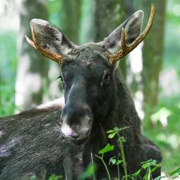 Elch "Emil" in einem Waldstück im Bezirk Linz-Land bei Hargelsberg, Österreich.