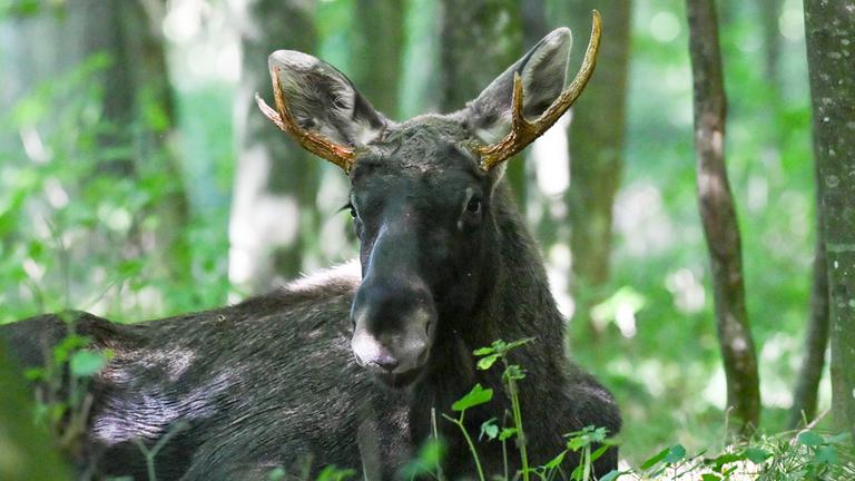 Elch "Emil" in einem Waldstück im Bezirk Linz-Land bei Hargelsberg, Österreich.