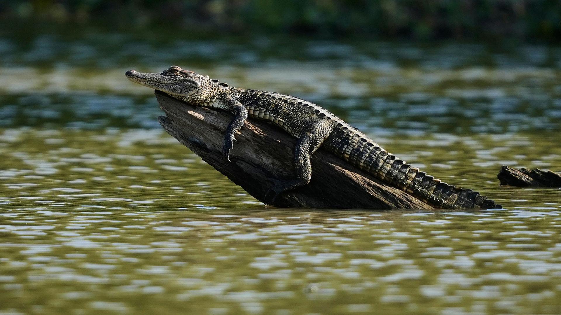 Ein Alligator sitzt auf einem Baumstamm in einem Teich am Ufer des Mississippi in Harahan (Louisiana, USA). | AP