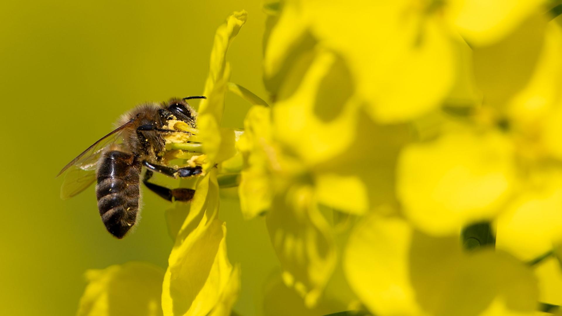Eine Biene fliegt in einem Rapsfeld im Wetteraukreis eine RapsblÃ¼te an. | Florian Wiegand/dpa
