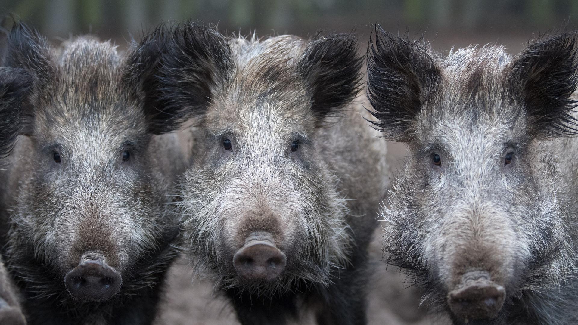 Afrikanische Schweinepest: Sperrzonen in Südwestfalen erweitert
