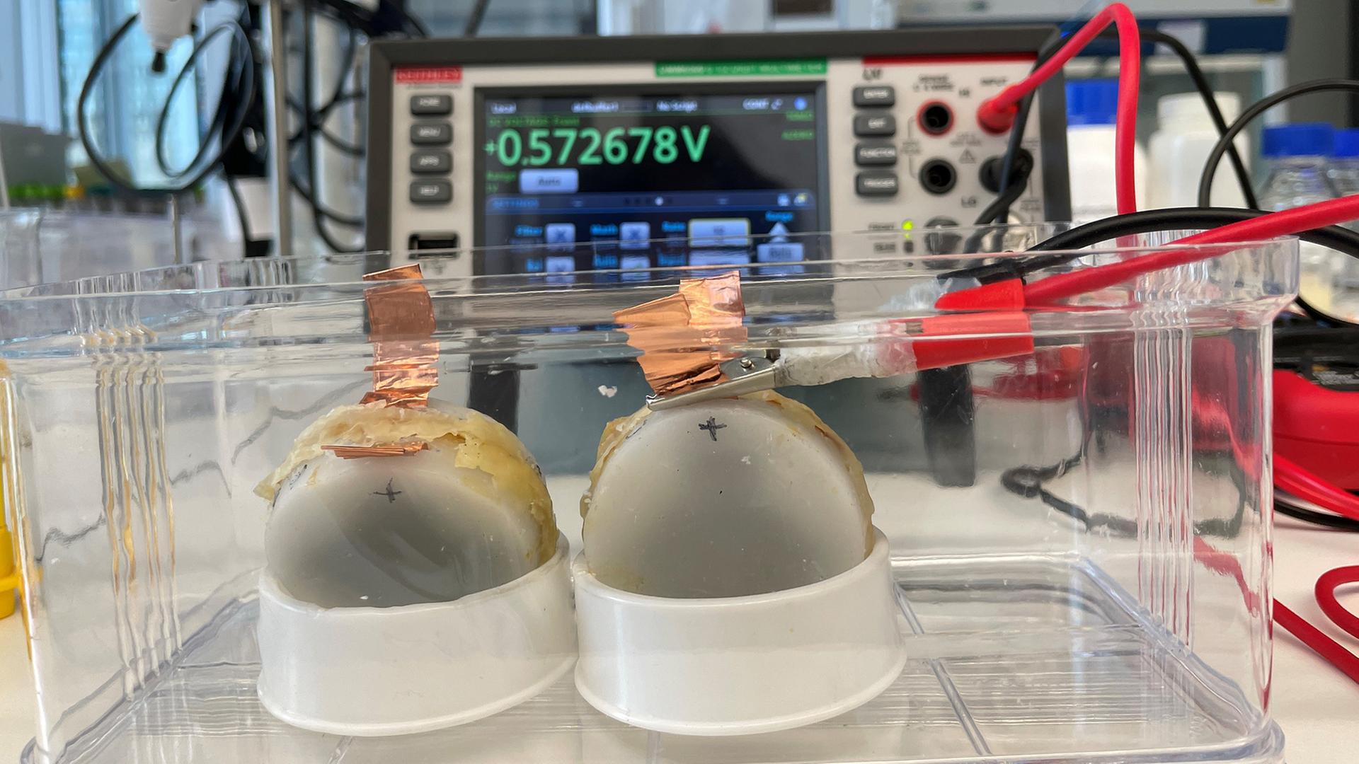 Bio-Batterien aus Pilzen.