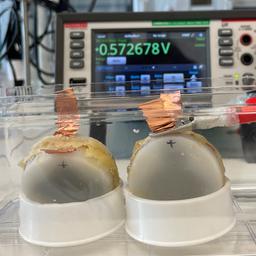 Bio-Batterien aus Pilzen.