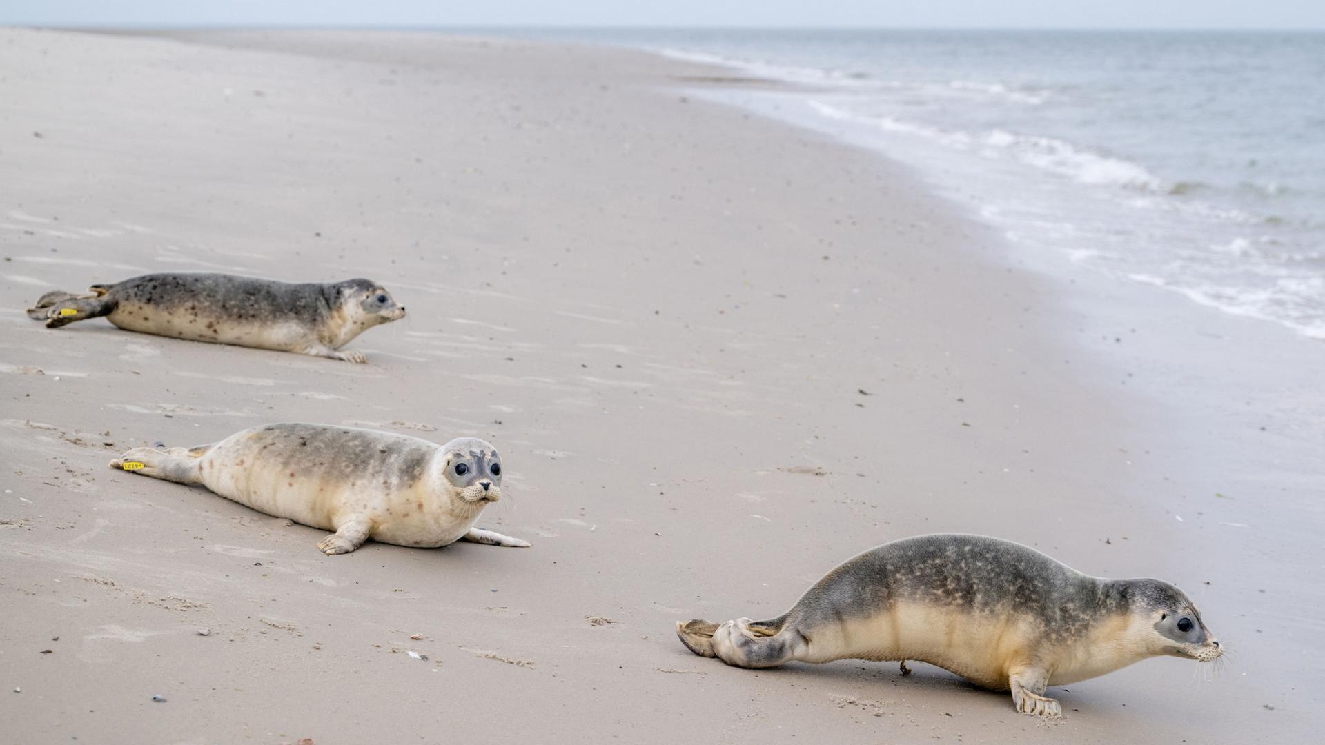 Seehunde robben bei der Auswilderung am Ostende der Insel Juist ins Wasser. | Hauke-Christian Dittrich/dpa
