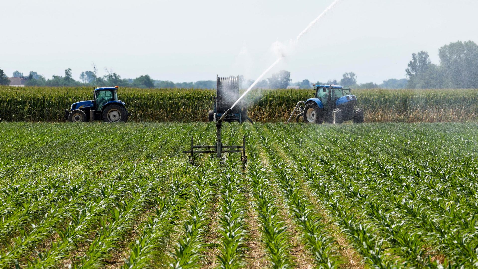 Ein automatischer Sprinkler bew�ssert ein Maisfeld in Zelo Surrigone, Italien. | Luca Bruno/AP/dpa