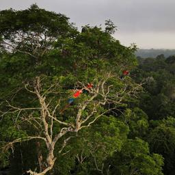 Papageien sitzen auf einem Regenwald-Baum in Manaus/Brasilien 