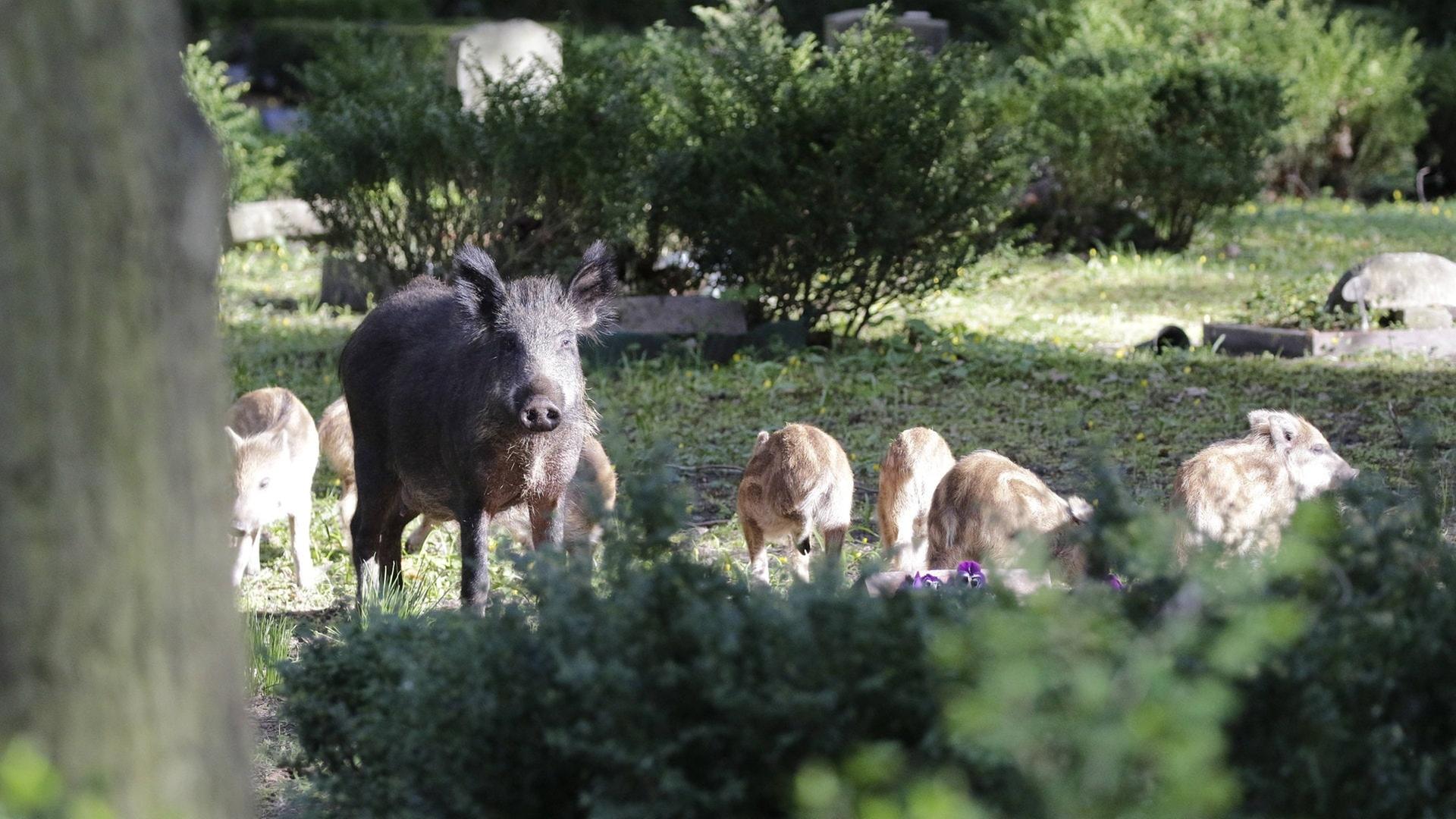 Nächtliche Wildschweinjagd auf Friedhof in Koblenz