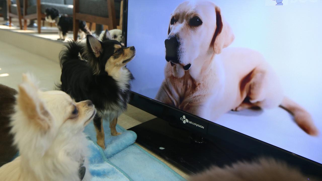 Tierforschung-Was-Hunde-vor-dem-Fernseher-erleben