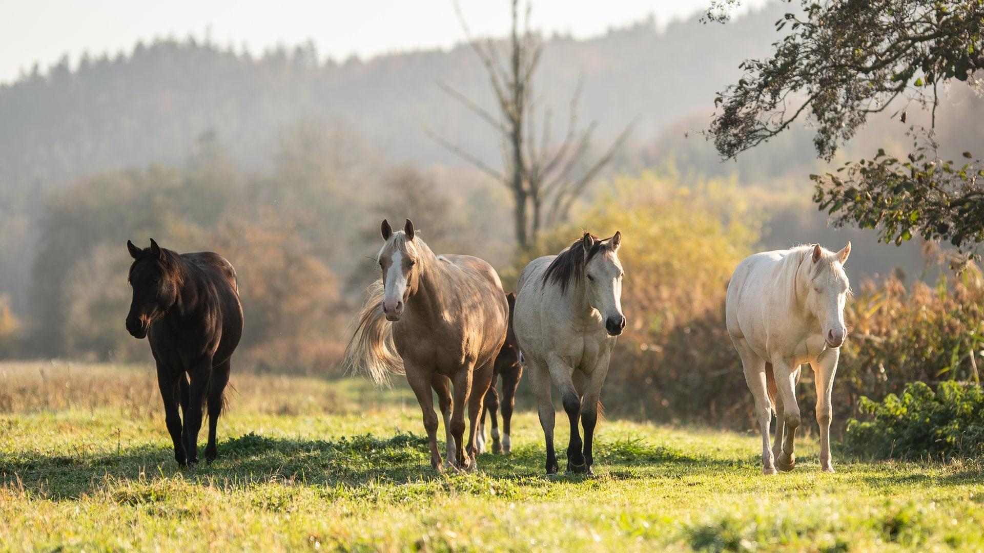 Pferde auf einer Koppel: In Wolfschlugen (Kreis Esslingen) wird über die Einführung einer Pferdesteuer diskutiert. (Symbolbild) | dpa Bildfunk, Picture Alliance