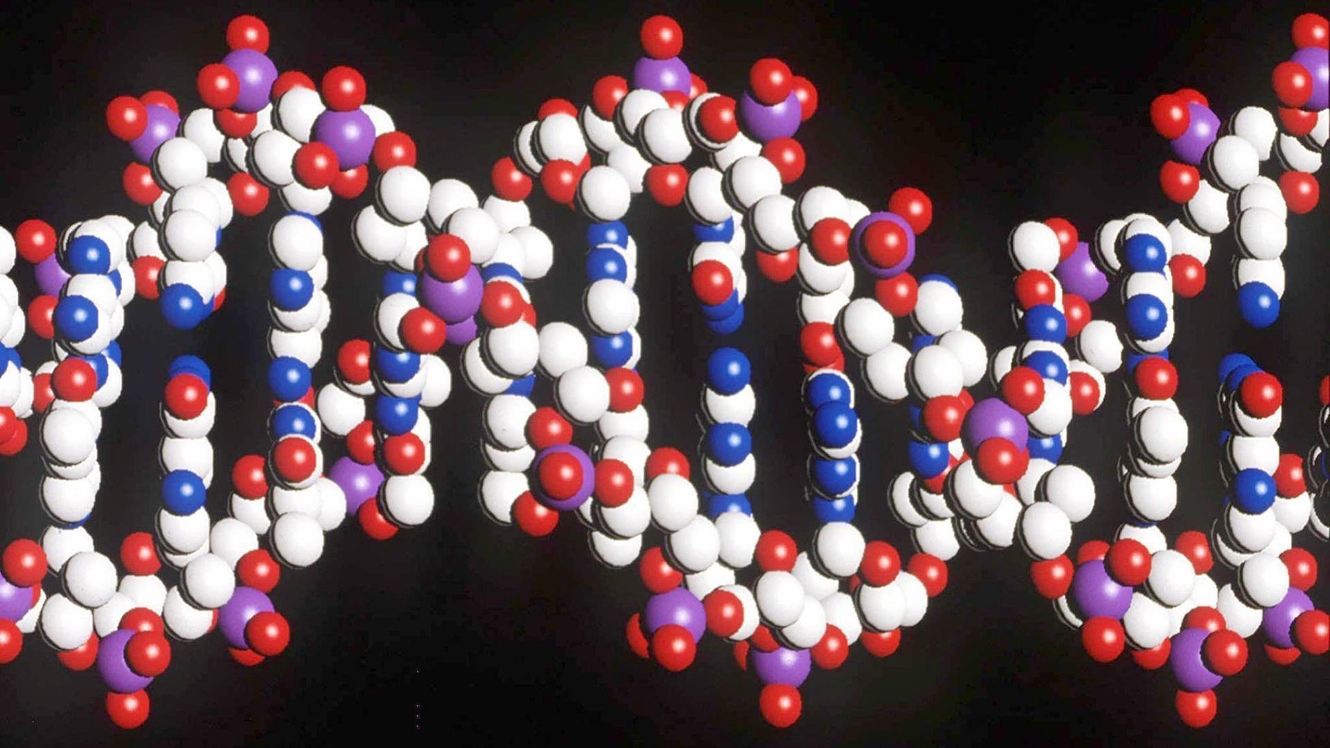 Modell eines menschlichen DNA-Stranges mit der doppelten Helix-Struktur