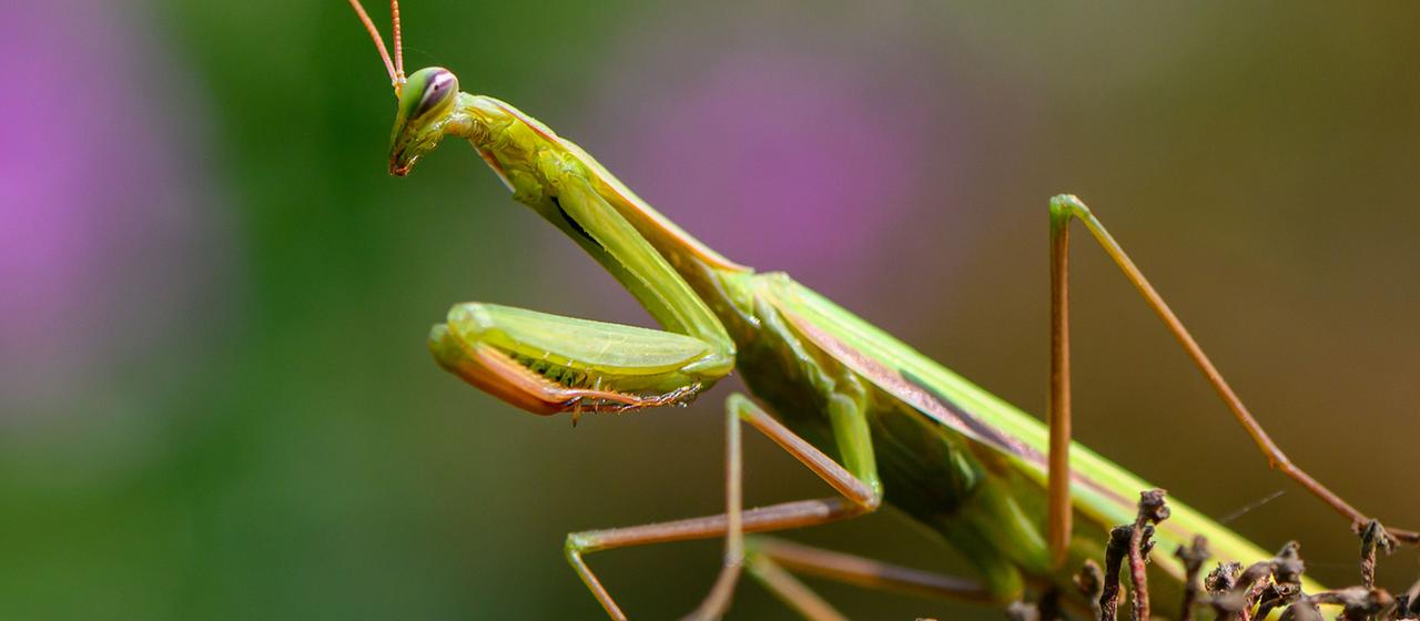 Wie Hobbyforscher der Wissenschaft helfen