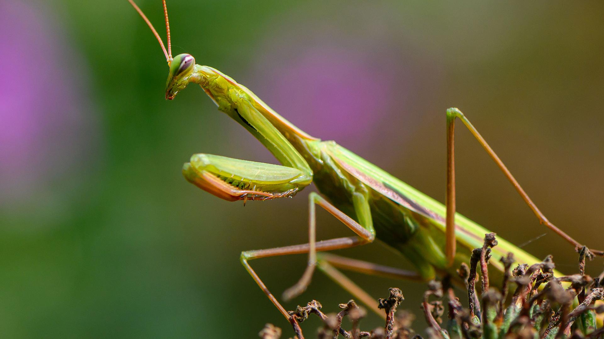  Eine Europäische Gottesanbeterin (Mantis religiosa) ist auf einer Pflanze zu sehen. | Patrick Pleul/dpa