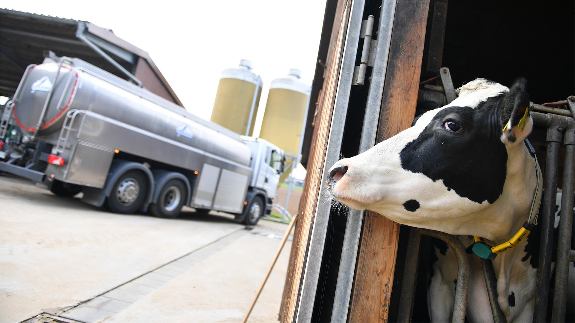 Eine Kuh schaut aus dem Stall, im Hintergrund der Tankwagen einer Molkerei. | picture alliance/dpa