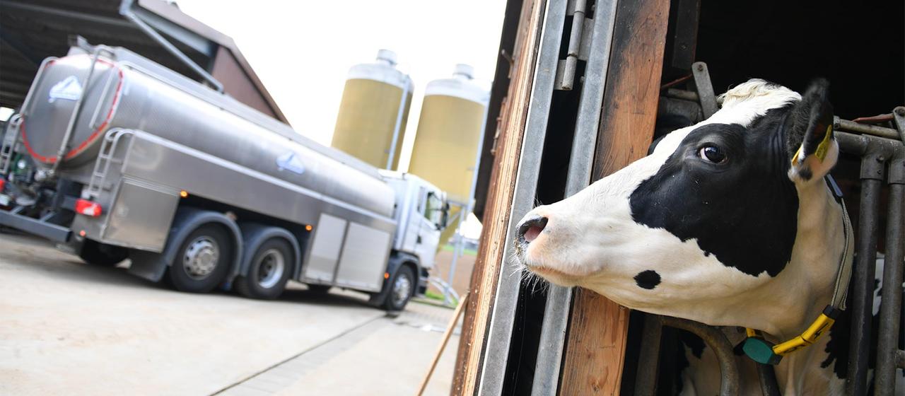 Eine Kuh schaut aus dem Stall, im Hintergrund der Tankwagen einer Molkerei.