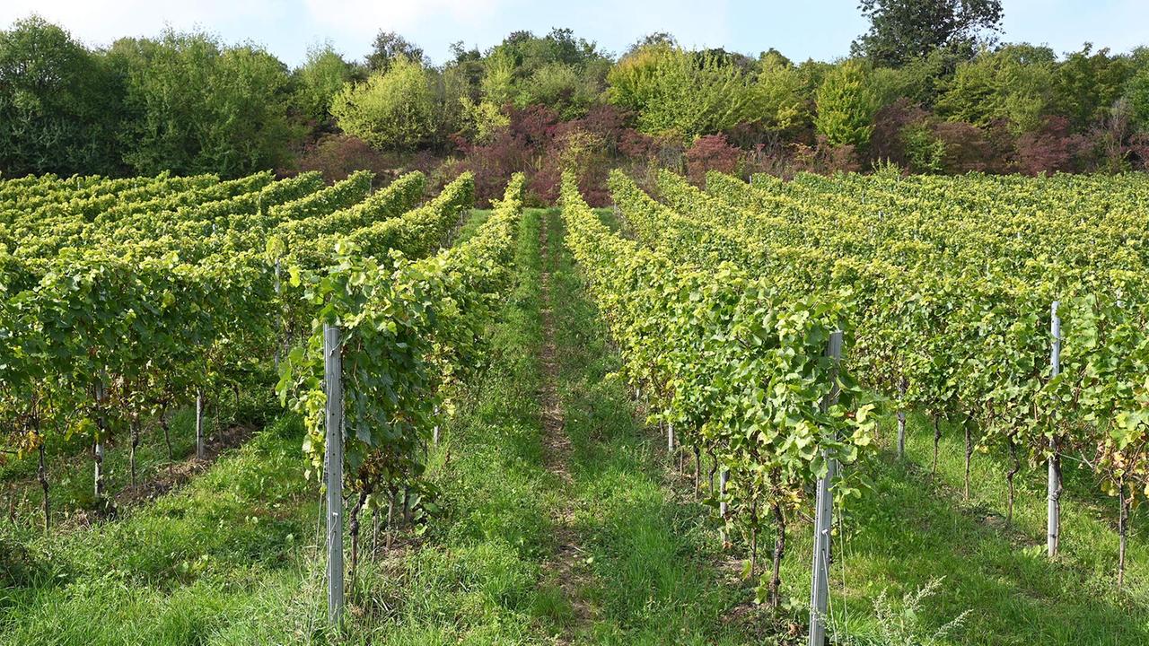 Deutscher Weinbau in der Krise – Chancen durch neue Märkte?